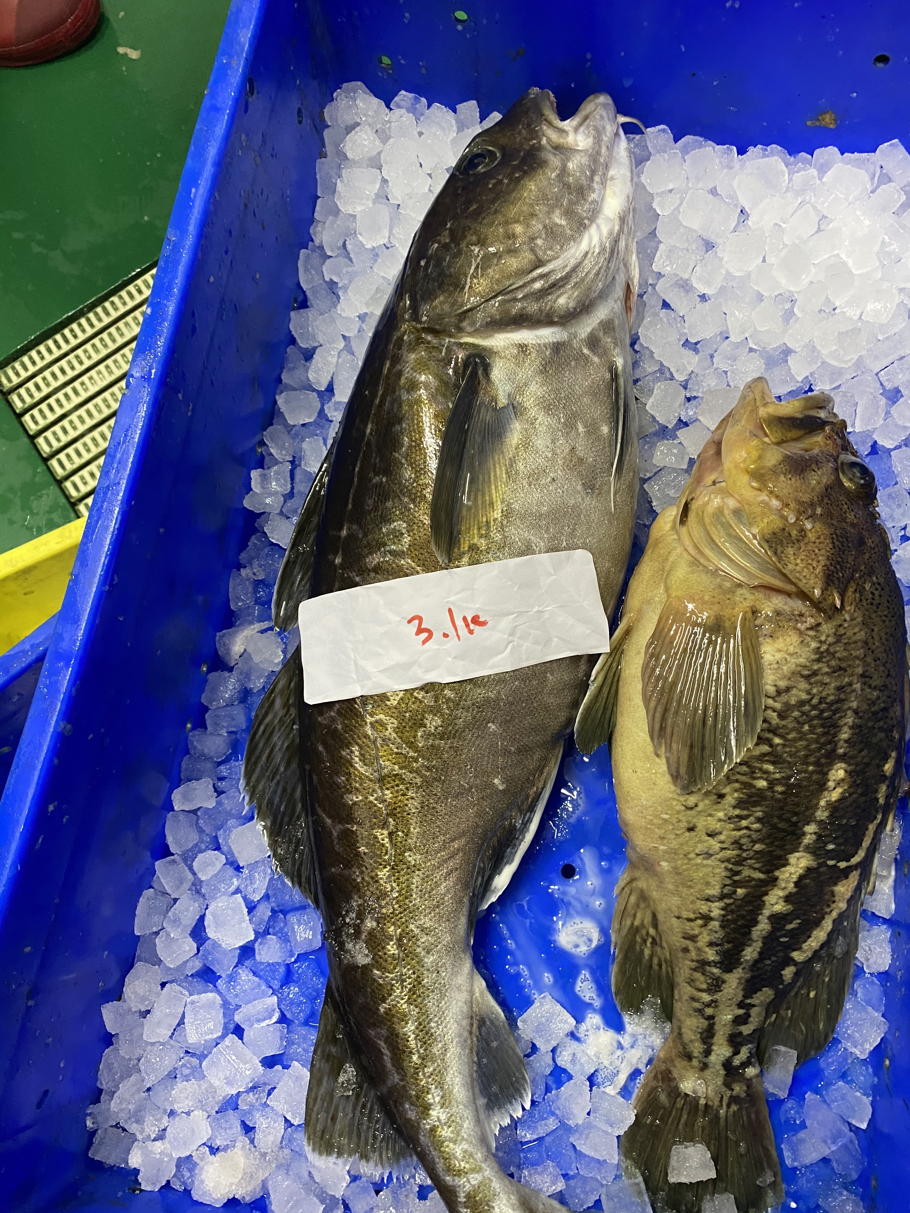 本日 水揚げ 神経〆タラ オス 農家漁師から産地直送の通販 ポケットマルシェ