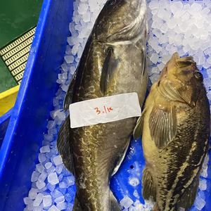 本日、水揚げ‼️神経〆タラ（オス）