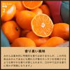 蔵出しみかん丹生系｜風味の良い晩生みかんの希少品種