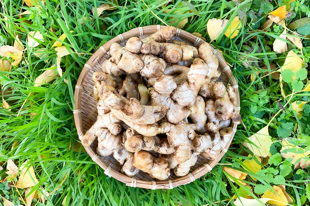 【自然栽培】国産生姜 稀少な三州生姜 1kg すりおろしがオススメ