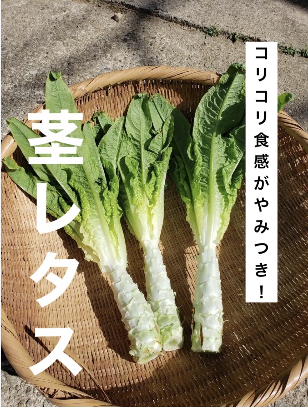 【冷蔵便】新鲜莴笋/朝採り/茎レタス/ステムレタス/長野県産/10kg入 新鲜莴笋/朝採り/茎レタス/ステムレタス/長野県産/10kg入 - メルカリ
