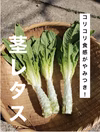 コリコリ食感がやみつき！茎レタス　2.5kg