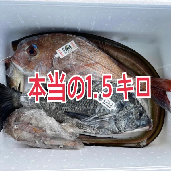 本当の1.５キロ❣️軽めの鮮魚ボックス（1.５キロ〜2.５キロ）
