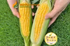 【朝採り】トウモロコシ「ゴールドラッシュ」13本【国分グリーンファーム】