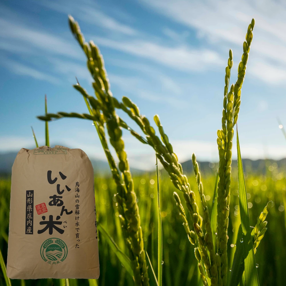 新米「はえぬき」大容量 慣行栽培米 令和５年産 いいあん米 山形県庄内産
