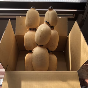 期間限定！お正月用★れんこん２キロ