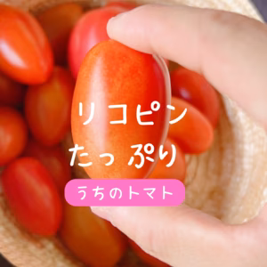 リコピンたっぷりジューシーミニトマト 〖500グラム〗