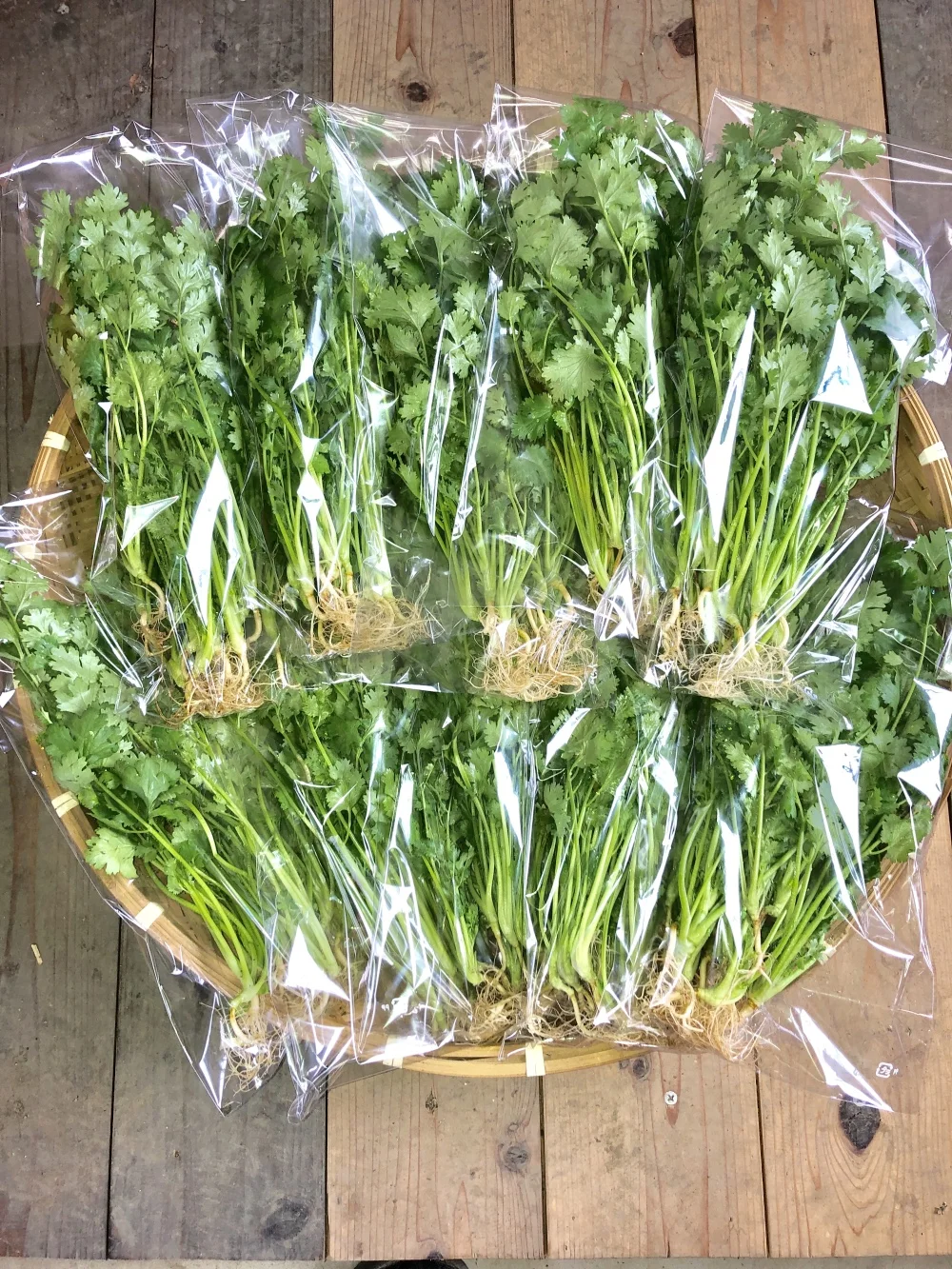 糸島産まろやかパクチー
