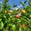 綺麗なシナノスイート 10月上旬～ さむさわのりんご ３キロ 9～11玉