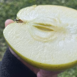 家庭用 小玉 王林 5キロ箱 20～25玉