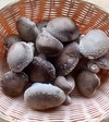 おいしいブルしい（原木椎茸）