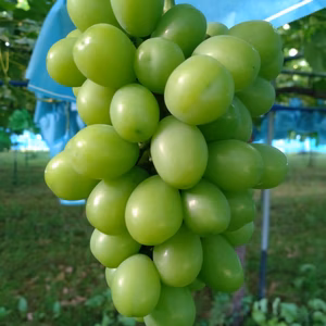 シャインマスカット　訳あり　３キロ　【バラ粒】