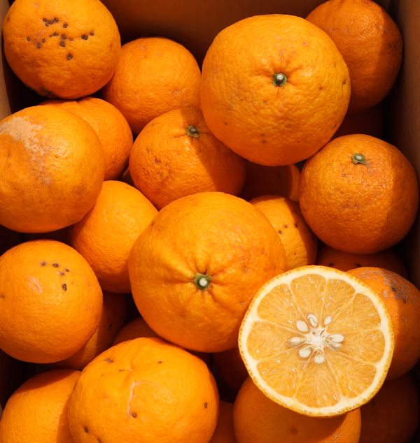 農家直送！甘夏あまなつ　訳あり３Kg～　平武農園