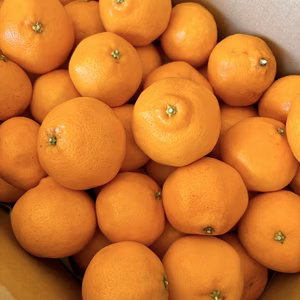 ぷちぷちレディー、はるみちゃん　Sサイズ　5kg箱入り　はるみみかん