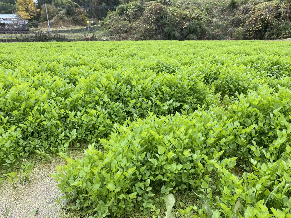 根っこまで楽しめる小川セリ 根付き せり 芹｜野菜の商品詳細