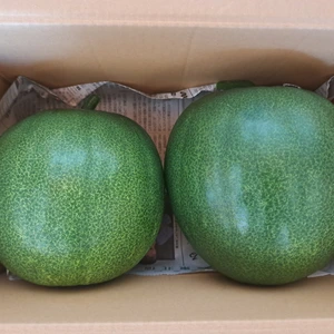 信州産　ミニとうがん【化学肥料・農薬除・草剤不使用】