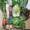 【10日分の野菜！】旬の野菜セット９～１2品【農薬・化学肥料不使用】