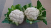 畑でブーケトス！？純白のミニカリフラワー