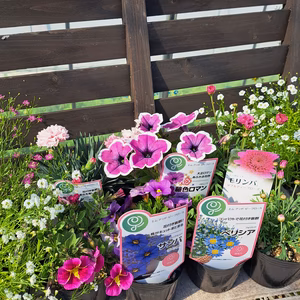 ⭐華やかお花セット⭐カーネーションアイラブユー&これからのお花達12鉢セット