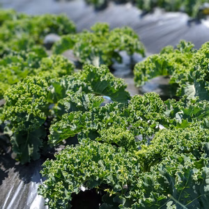 スーパーフード　サラダケール　