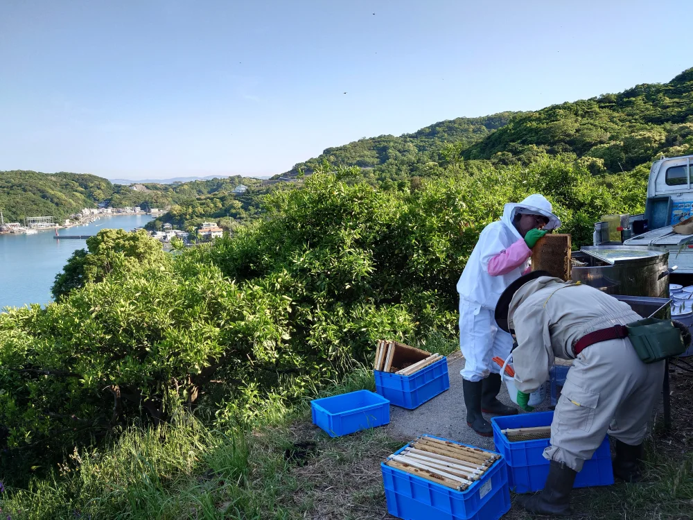 みかんの花から蜜蜂が集めてくれたハチミツ（2023年みかん蜜1200g・和歌山）