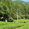 【新茶ができました】茶農家の手づくり茶　ほうじ茶【一番茶】