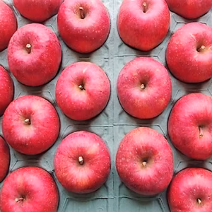 かぐや姫印　完熟サンふじりんご３Ｌサイズ１０ｋｇ