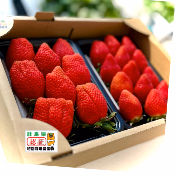 【特別栽培】ぐんまの❤️「やよいひめ」大粒完熟いちご✨味にこだわって土耕栽培 