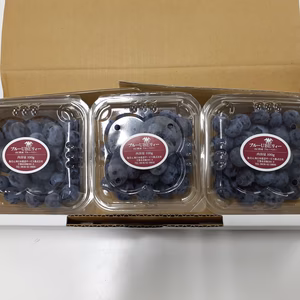 【予約販売】新鮮採れたてブルーベリー生果実３パックセット(山口県産)　