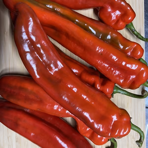 とっても甘〜いパプリカピーマン『パレルモレッド』6〜8本セット