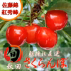 【翌々日着】秋田さくらんぼ 父の日 佐藤錦 お中元 さくらんぼ 訳あり 