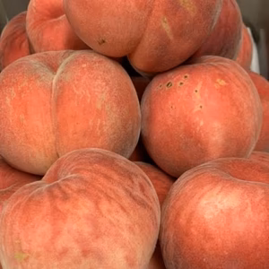 訳あり品『川中島白桃』