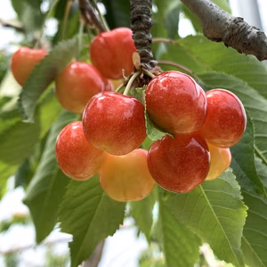 北海道仁木産【ご自宅用】佐藤錦真っ赤なサクランボ　M.L.2L混合パック