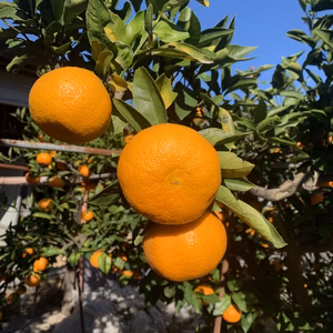 温州　みかん　3kg ふぞろい　格安です❗️