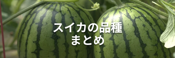 2023年最新版】スイカの種類、品種の特徴とおすすめの食べ方