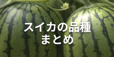 スイカの種類、品種の特徴とおすすめの食べ方