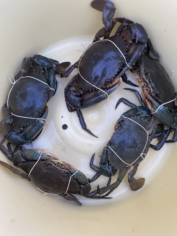 オスメスセット　ドウマンガニ（トゲノコギリガザミ）3匹　1k