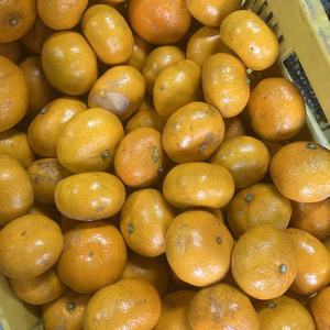 訳あり特価　金賀ミカン大中小B品家庭用 