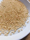 【新米・玄米】農薬も肥料もサヨナラ米！絶品ミルキークイーン5kg玄米