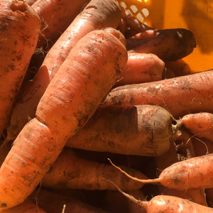 【感謝SALE】人参５キロ。コミュニティに投稿していただけると嬉しいです。