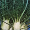 有機フェンネル10株（業務用ロット）