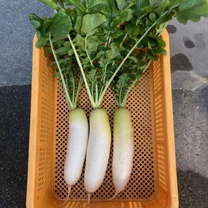 肥料・農薬不使用 葉付き大根 おでん、煮物、漬物などに