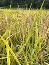 完熟堆肥で育った＜新米＞玄米or白米お選びいただけます。