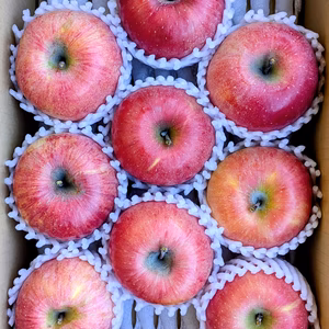 葉とらずサンふじ　 約３Ｋ