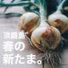 【笑顔になるデカたま】子どもたちが丸ごと食べれる♪新たまねぎ 10kg