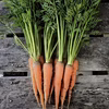 固定種 黒田五寸にんじん｜農薬肥料不使用｜葉付き バター醤油炒めがおすすめ♪