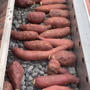 ひんやり冷凍焼き芋