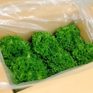 【毎月第2・第4火曜日発送の定期便】1玉約300ｇ!!植物工場産フリルレタス