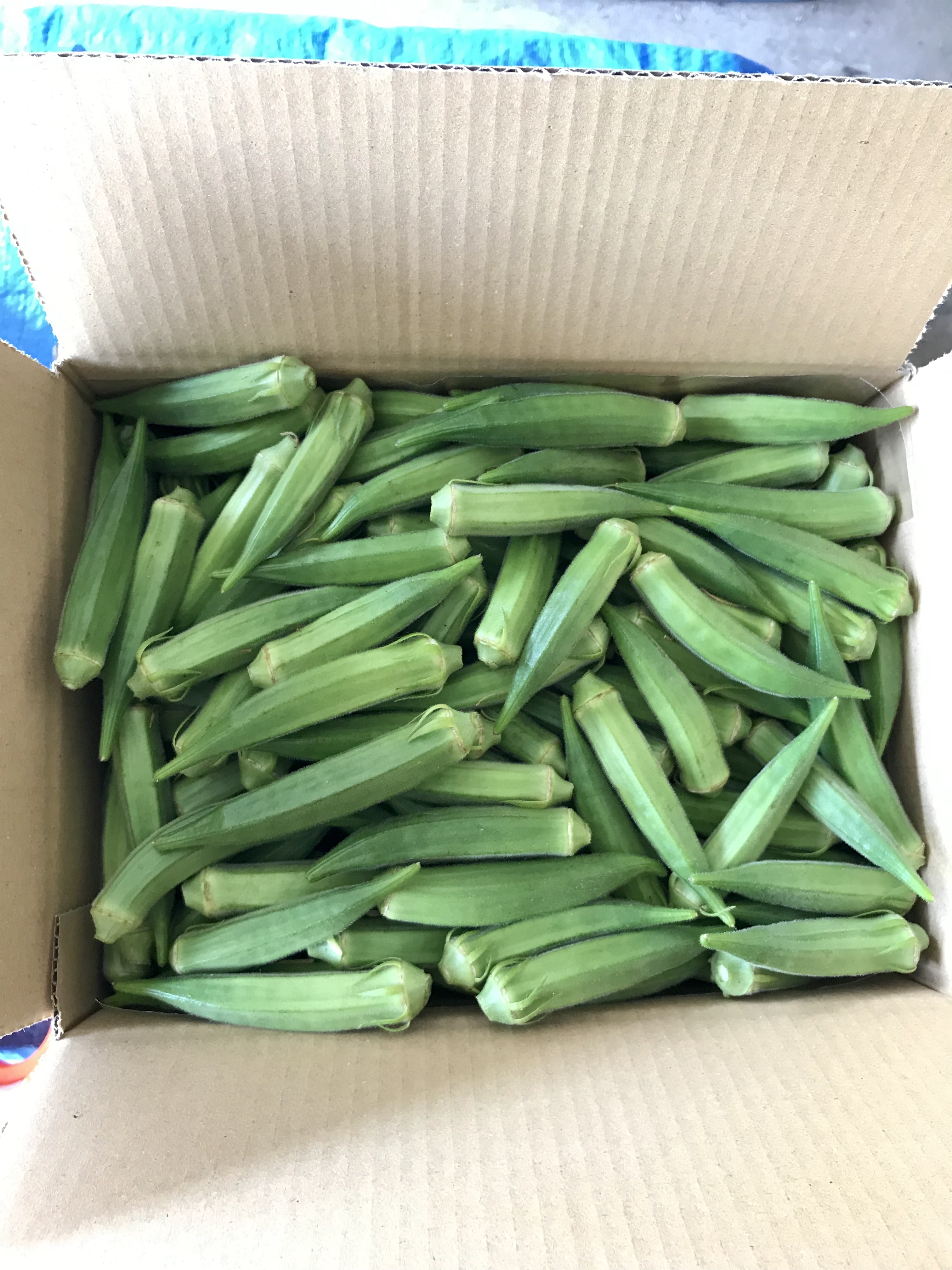 【完売】新鮮オクラ約1キロ オクラ 1kg 冷蔵便 発送期間6月～10月 | 箱売り野菜 | 地球畑