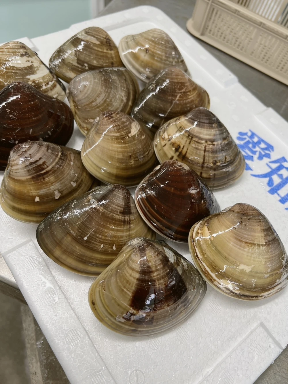 【愛知県三河湾産】天然はまぐり　癖なし　中サイズ　　蛤